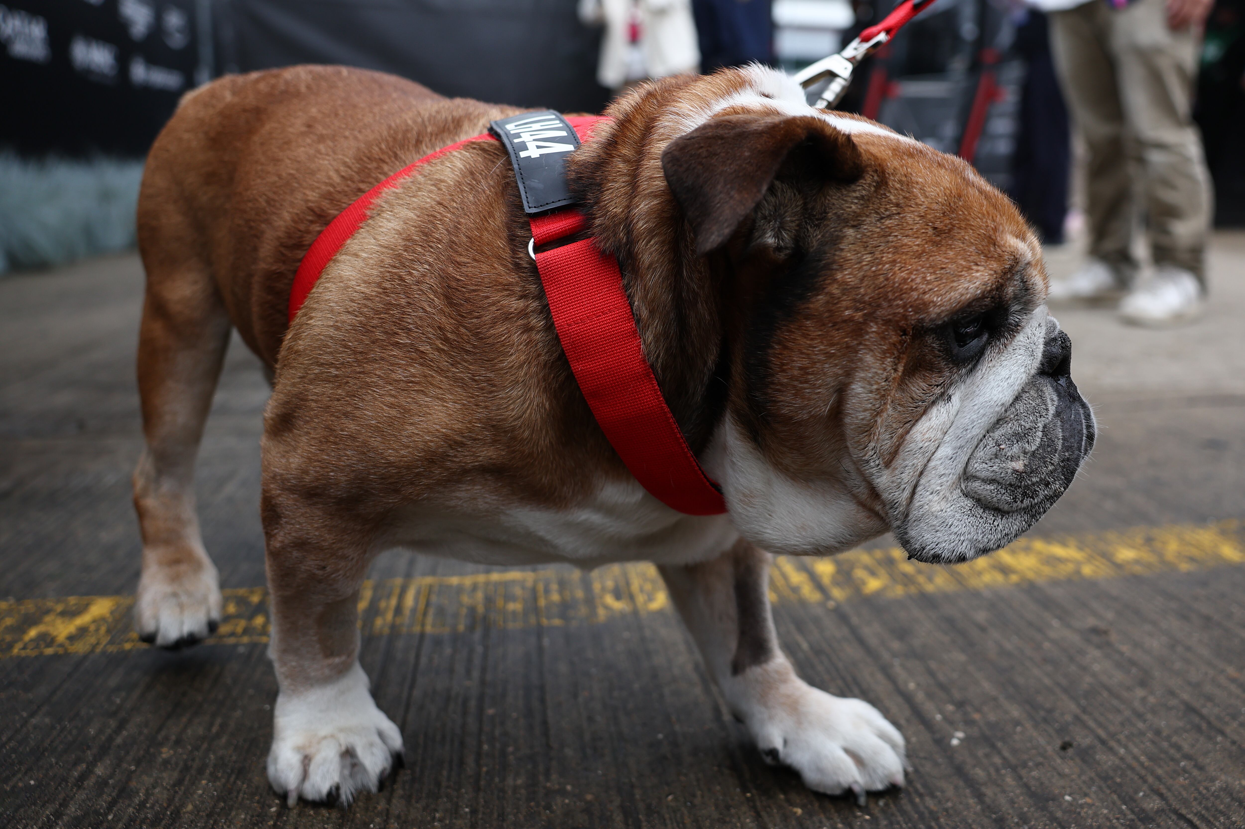 Roscoe perro de Lewis Hamilton