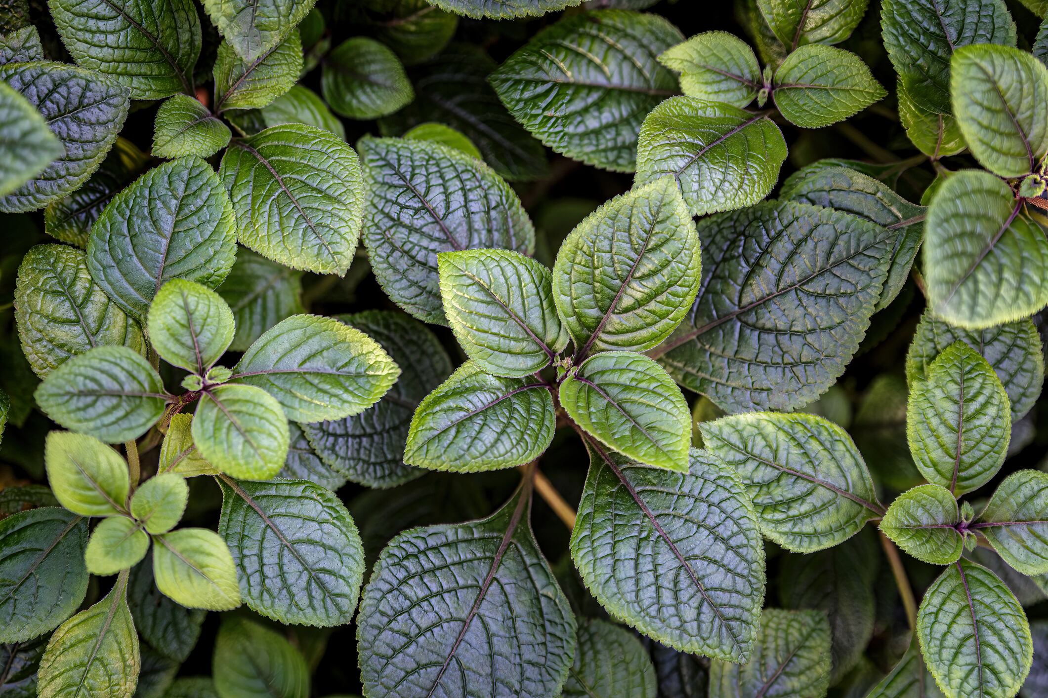 Dólar negro o millonaria