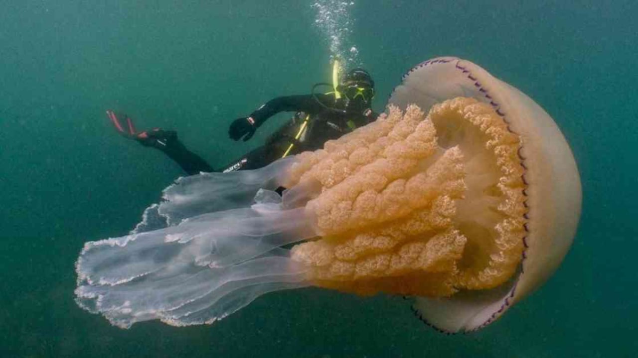 La medusa barril es la más grande en las aguas de Reino Unido. Foto: DAN ABBOTT vía BBC.