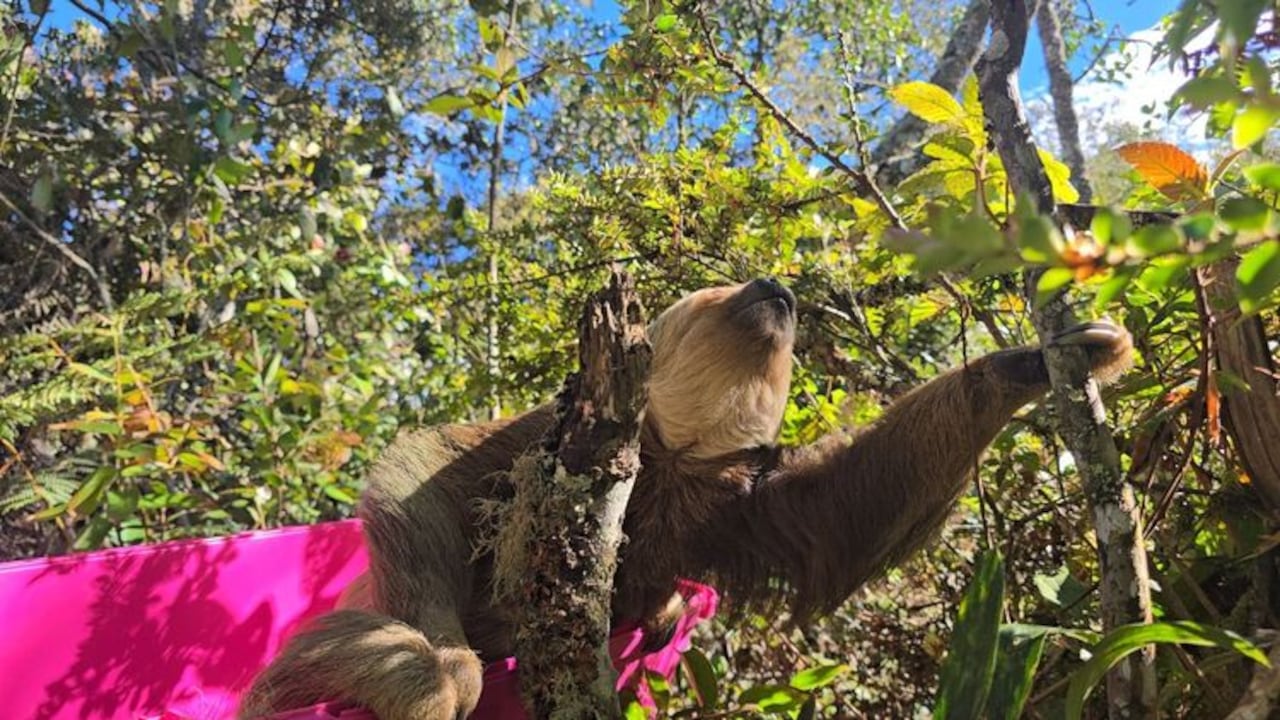CAR liberó a cuatro osos perezosos rescatados en Cundinamarca y Boyacá.