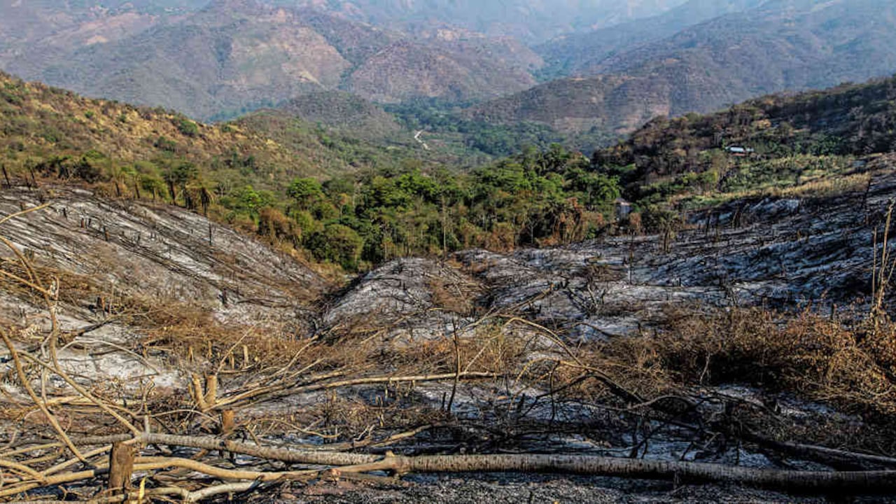La deforestación en el principal emisor de GEI. Foto: Esteban Vega/Semana