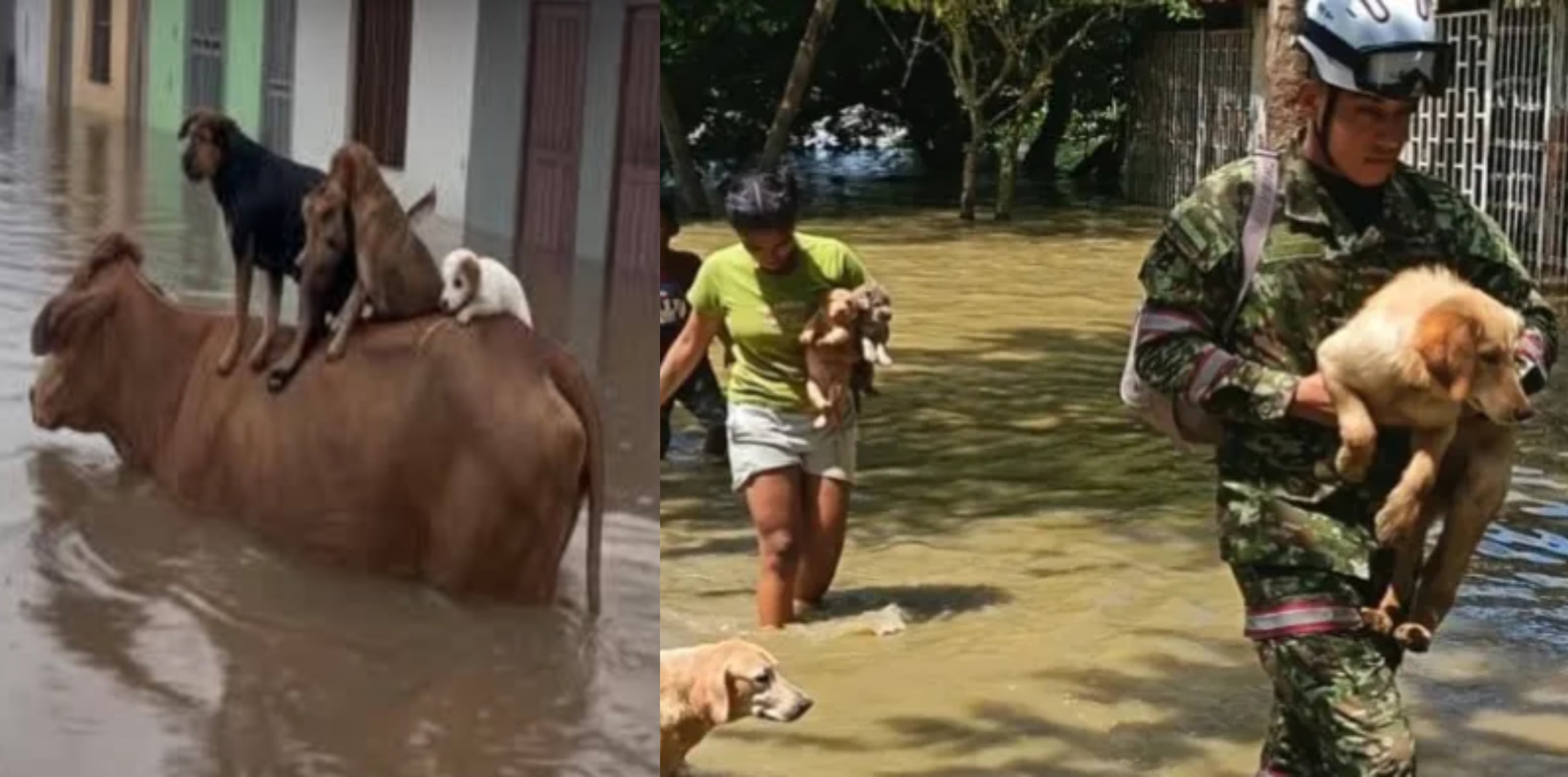 Gran Donatón por los animales de Córdoba supera las metas de recolección