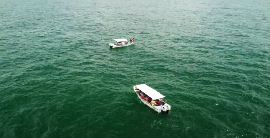 Espectáculo marino en el Pacífico colombiano