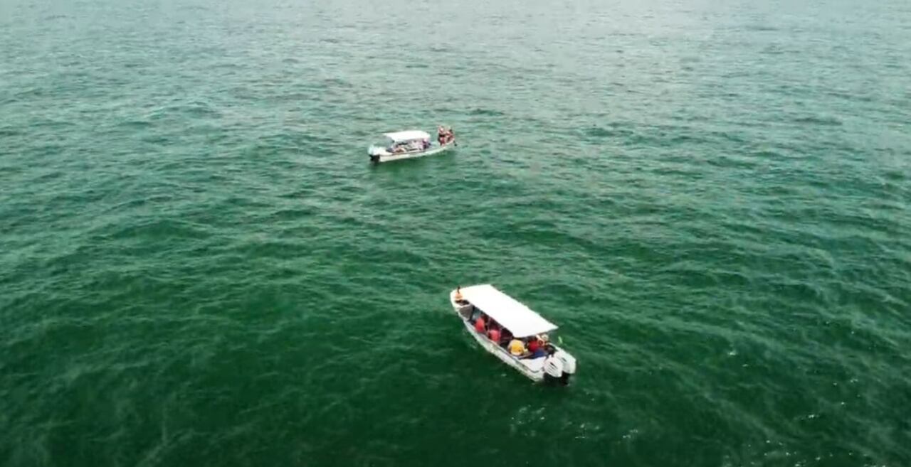 Espectáculo marino en el Pacífico colombiano