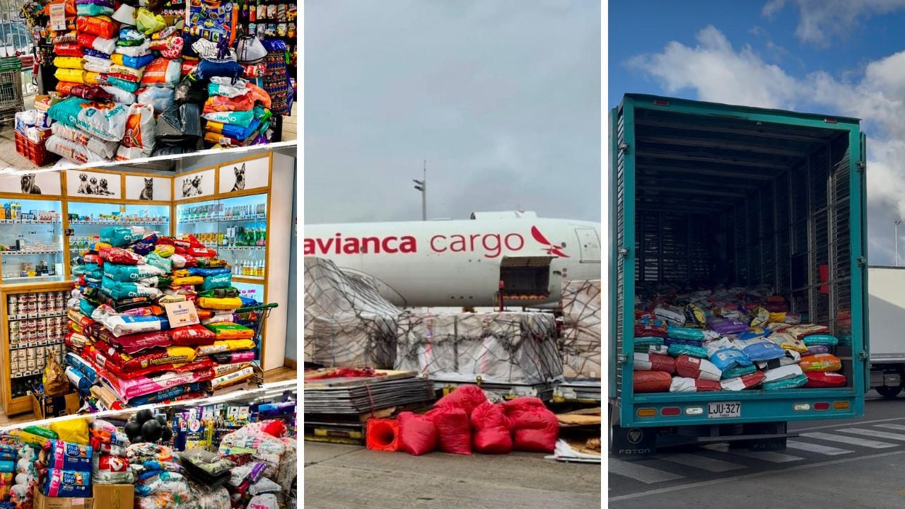 La Fundación Ruta Animal, liderada por la senadora Andrea Padilla, en alianza con Laika Mascotas, Misión Kiara y Avianca, están enviando ayuda para los perros y gatos damnificados por los terremotos en Venezuela.