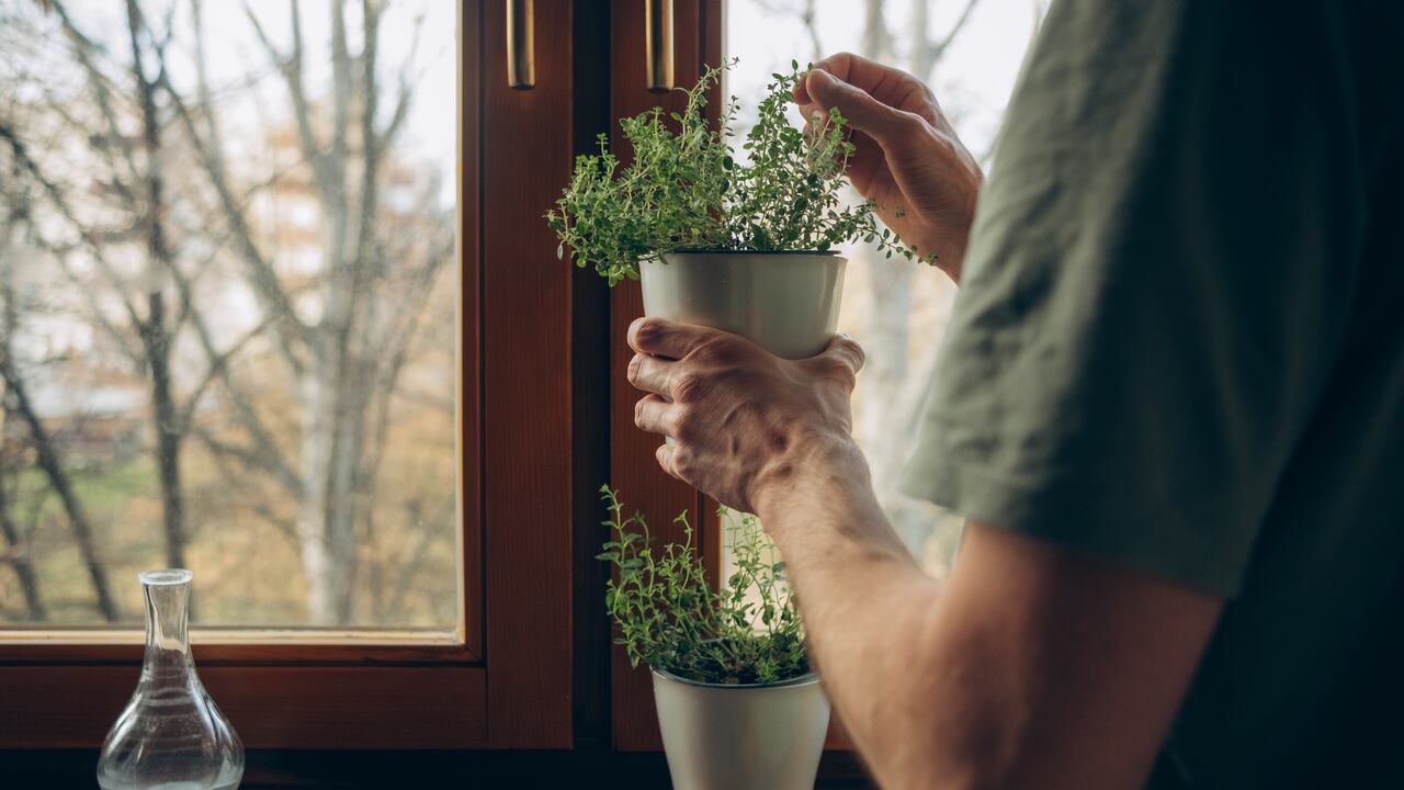 En el Feng Shui, la planta de tomillo tiene un significado especial.