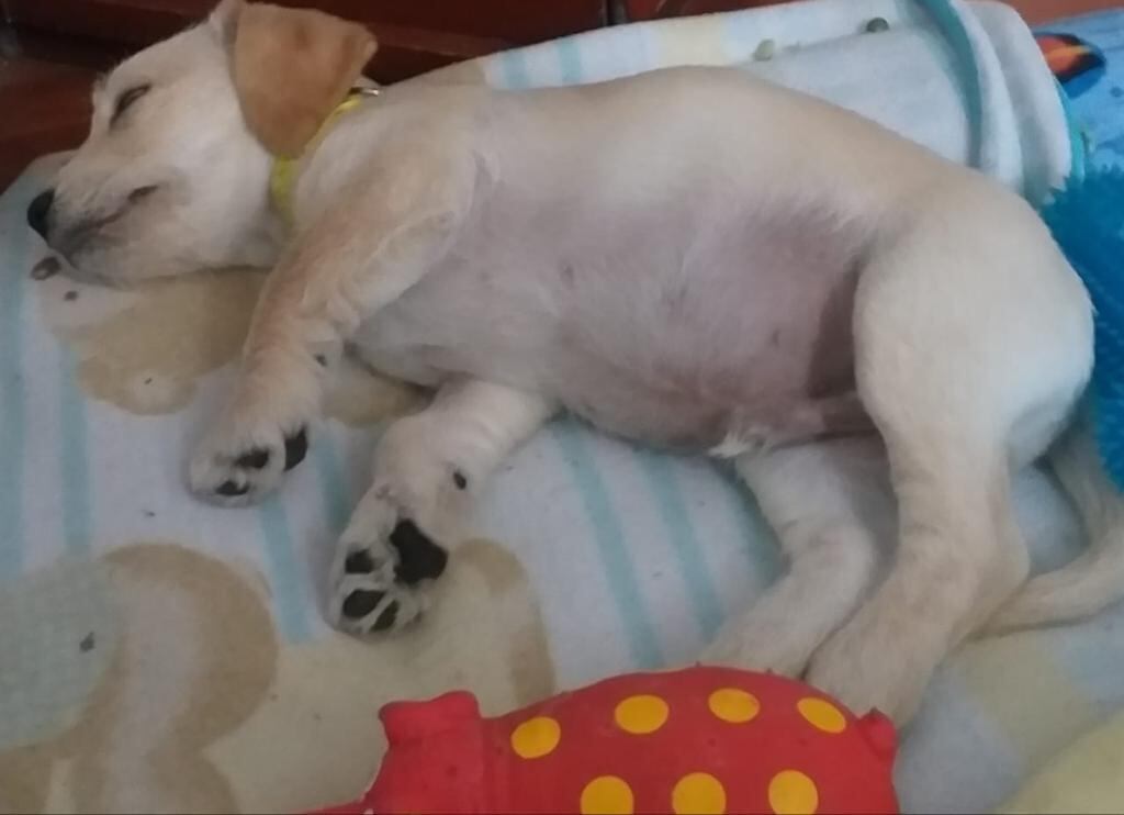 Imagen de Justin, perro extraviado en Bogotá.