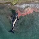 Una ballena muerta es remolcada lejos de la costa cerca de Puerto Madryn, Argentina, el martes 4 de octubre de 2022. Científicos argentinos están determinando el motivo de la muerte de al menos 13 ballenas en el área en los últimos días.