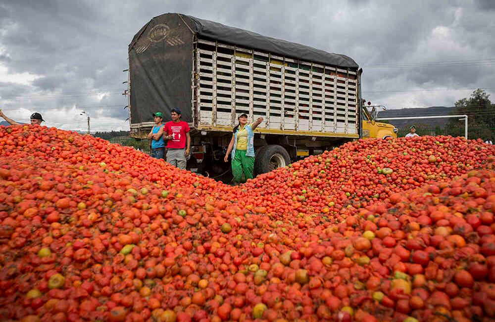 Para la guerra de tomate se usaron 35 toneladas de tomate no aptas para el consumo humano