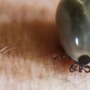 El virus Oz, transmitido por las garrapatas, le cobró la vida a una ciudadana en Japón