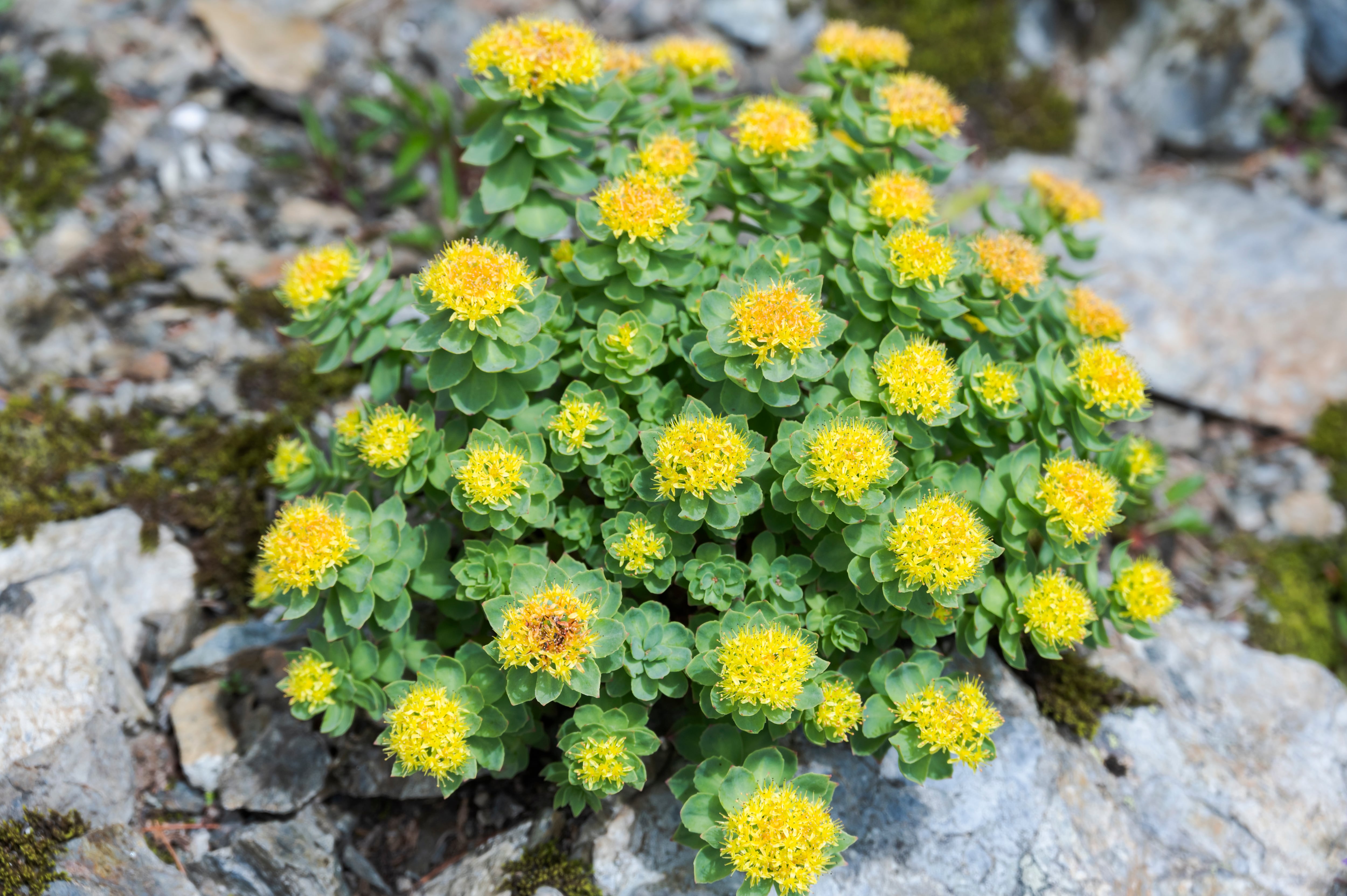 Esta planta tiene un efecto protector  sobre el sistema cardiovascular.