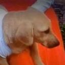 Según la comunidad, el sujeto le propinó varias heridas con machete a la perrita causándole la muerte.