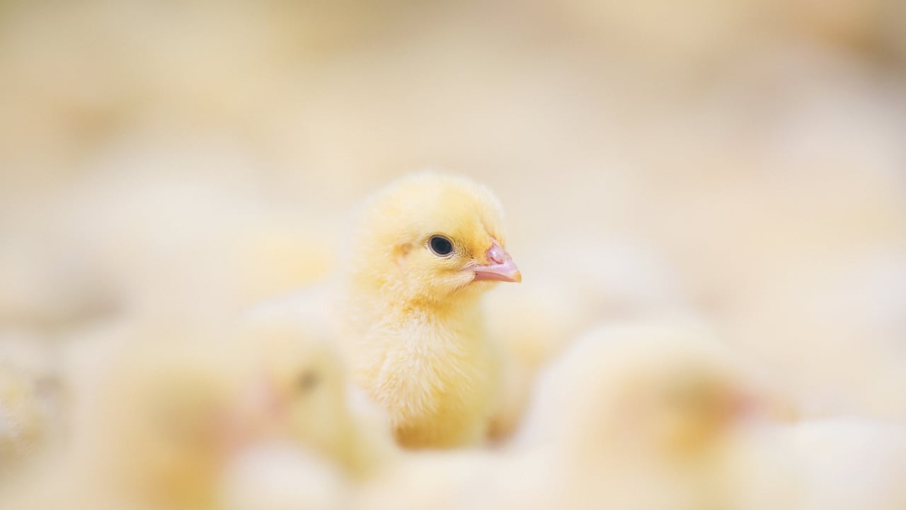El pollito sorprendió a sus dueños