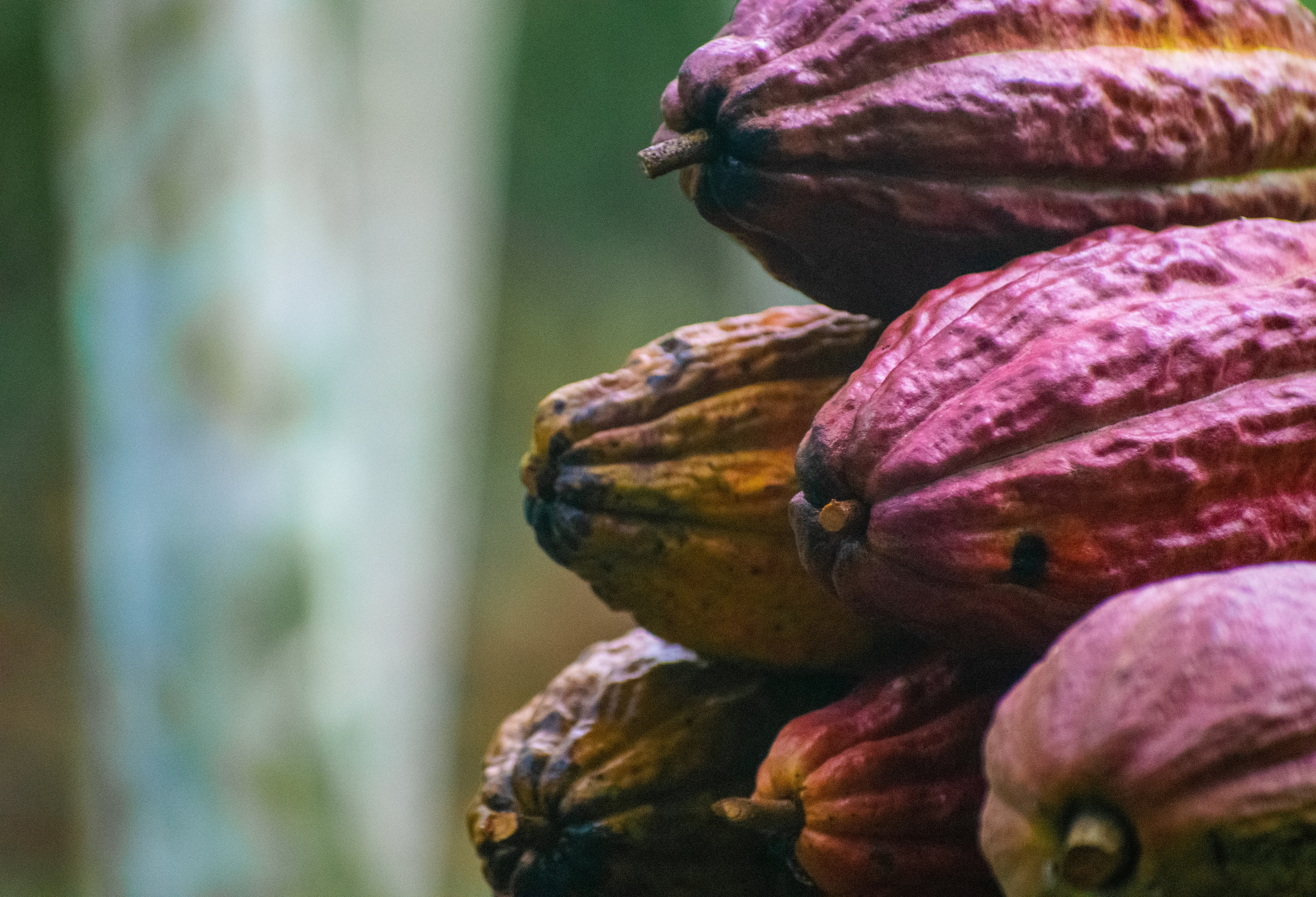 Colombia se posiciona entre los principales productores de cacao fino y de aroma, con el 95 % de su grano certificado por la ICCO.