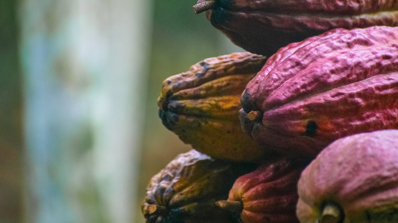 Colombia se posiciona entre los principales productores de cacao fino y de aroma, con el 95 % de su grano certificado por la ICCO.