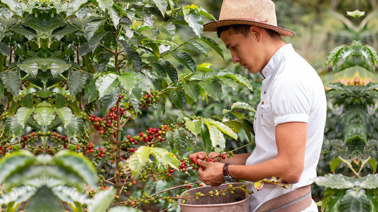 Inversiones del sector cafetero en Tolima