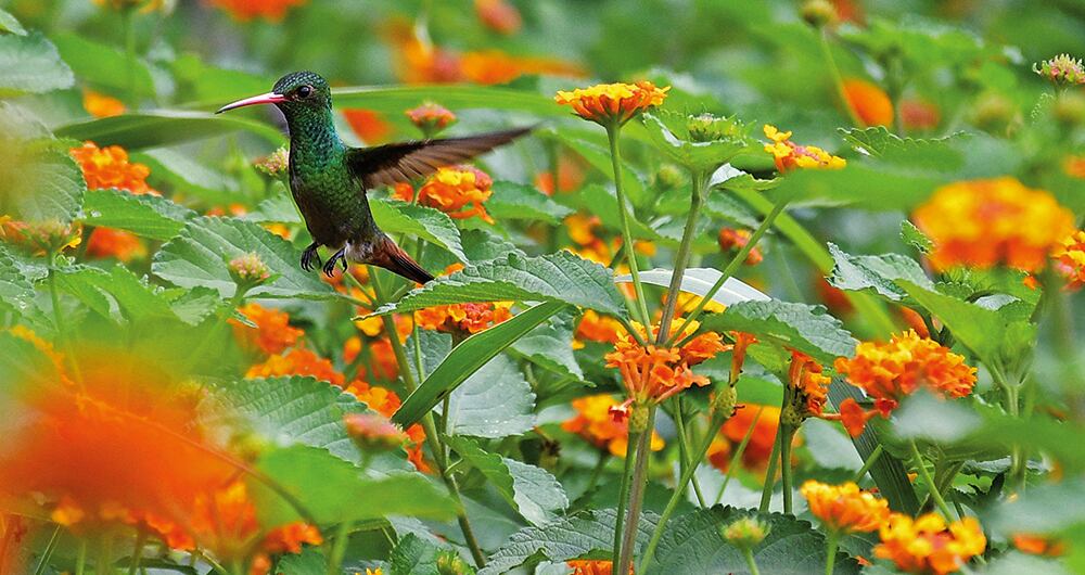 En cali se realizará la Semana de la Biodiversidad, del 29 de septiembre al 5 de octubre.