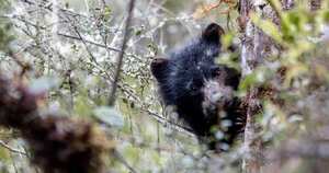 Según la UICN (Unión Internacional para la Conservación de la Naturaleza), el oso de anteojos está en peligro de extinción, dentro de la categoría “vulnerable”.
