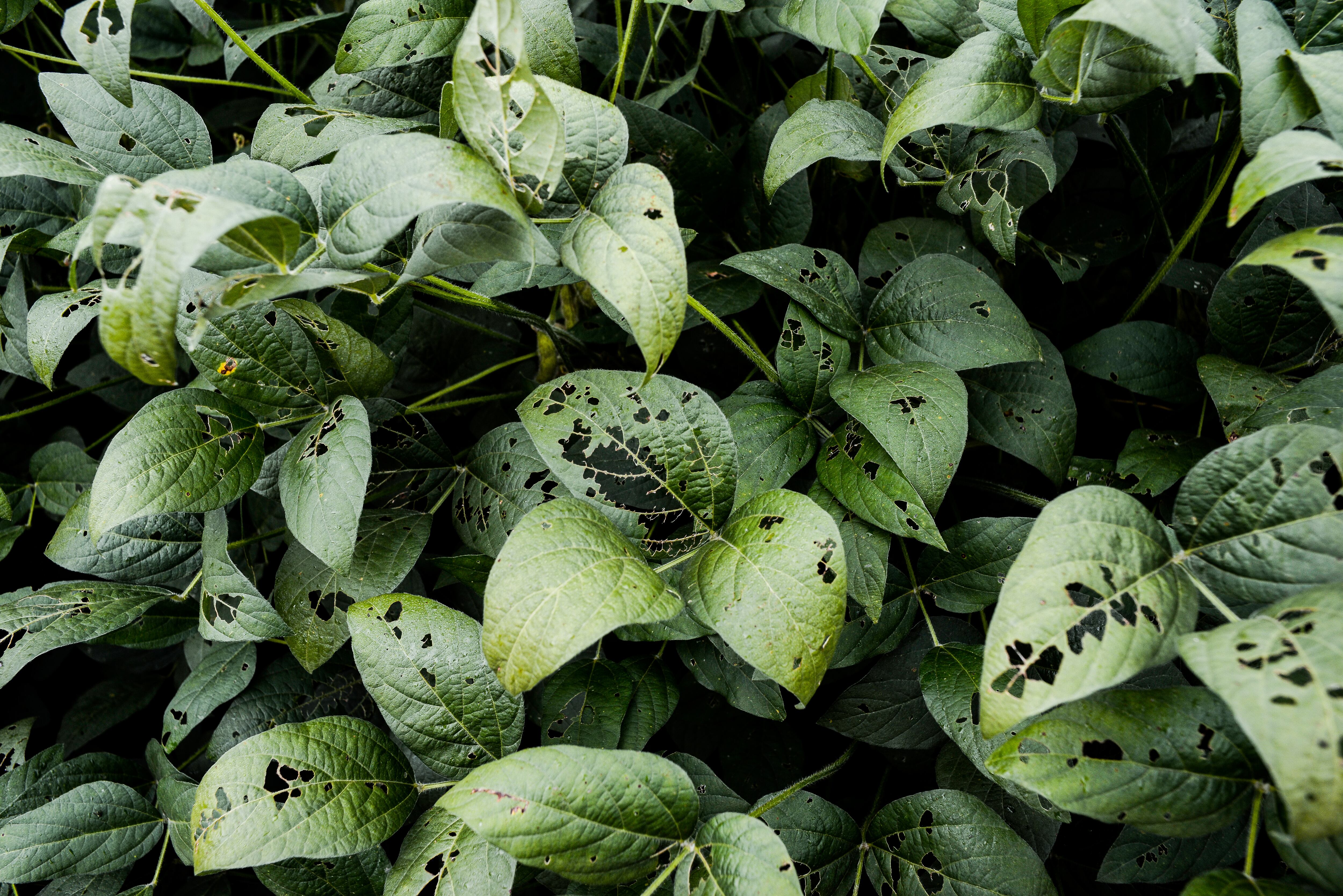 Las plagas pueden ser una de las causantes de este tipo de problemas.