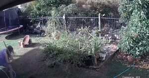 Video: mujer peleó cuerpo a cuerpo con una pitón para salvar a su cachorro