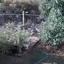 Video: mujer peleó cuerpo a cuerpo con una pitón para salvar a su cachorro