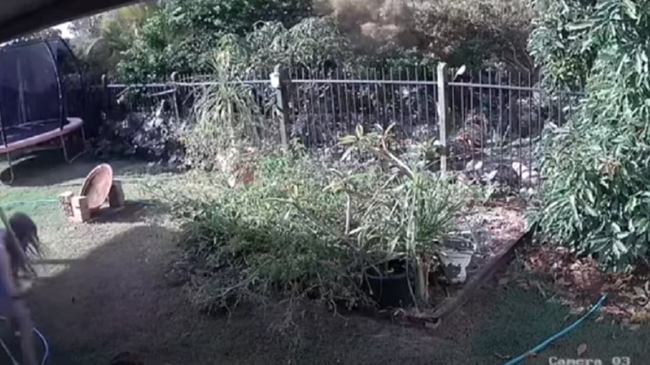 Video: mujer peleó cuerpo a cuerpo con una pitón para salvar a su cachorro