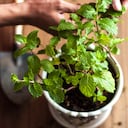La menta es de las plantas aromáticas más populares.