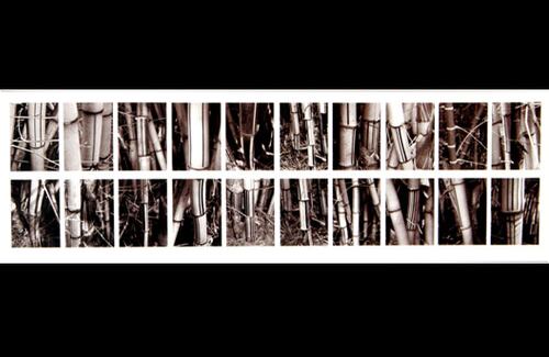 Autor: Marta Luz Uribe A.
El Bosque