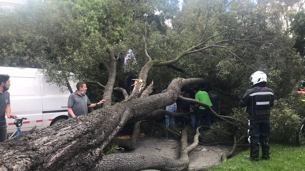 Reportan caída de árbol en en la localidad de Teusaquillo, en Bogotá