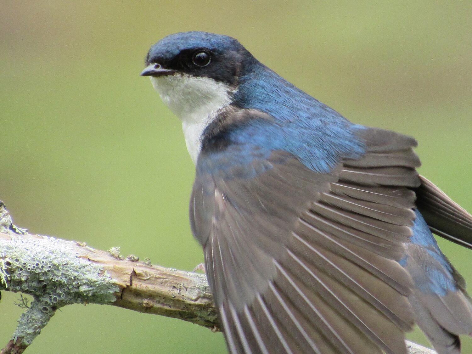 Avifauna en el Huila