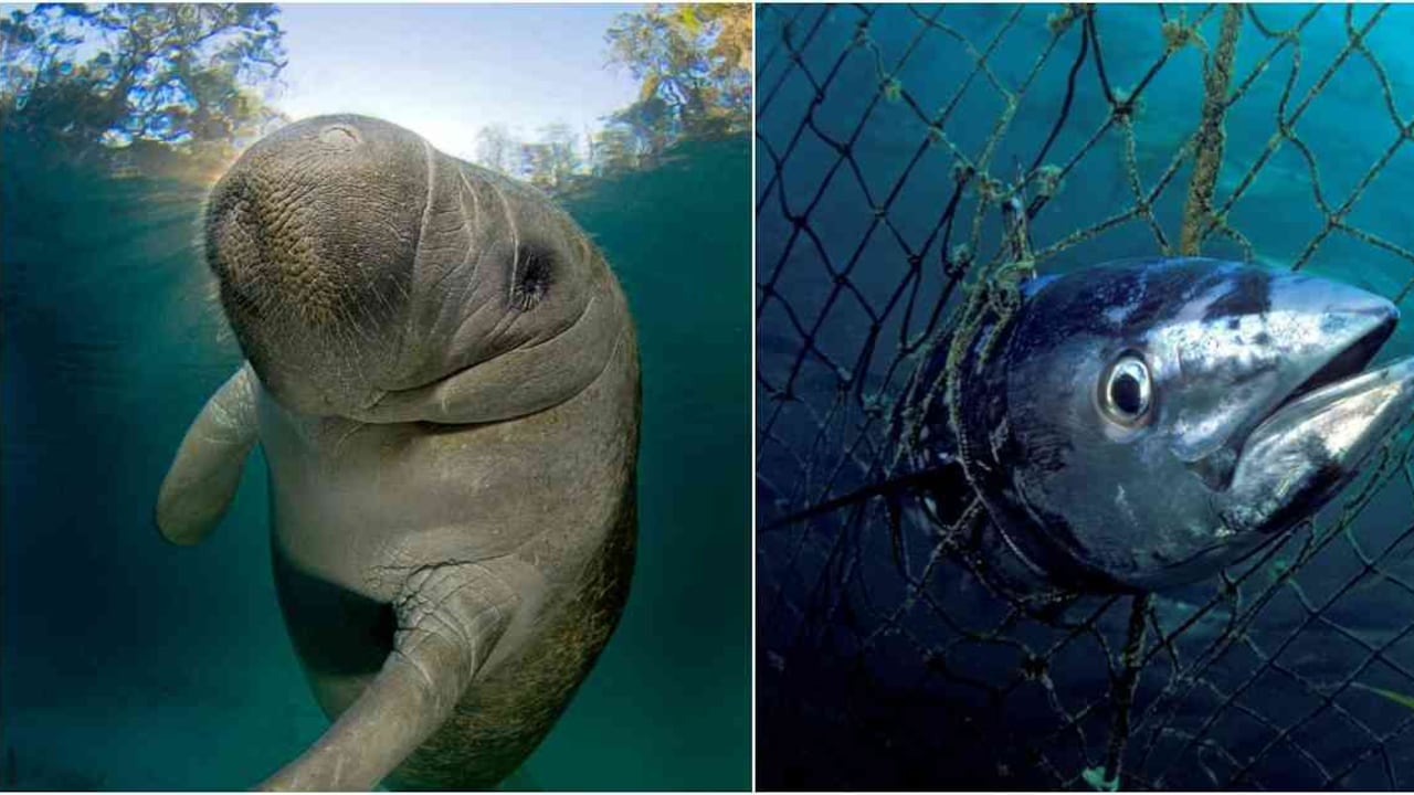 El más reciente informe sobre la biodiversidad planetaria plasma el desangre de los recursos naturales. Fotos: ©naturepl.com (Alex Mustard - David Fleetham / WWF).