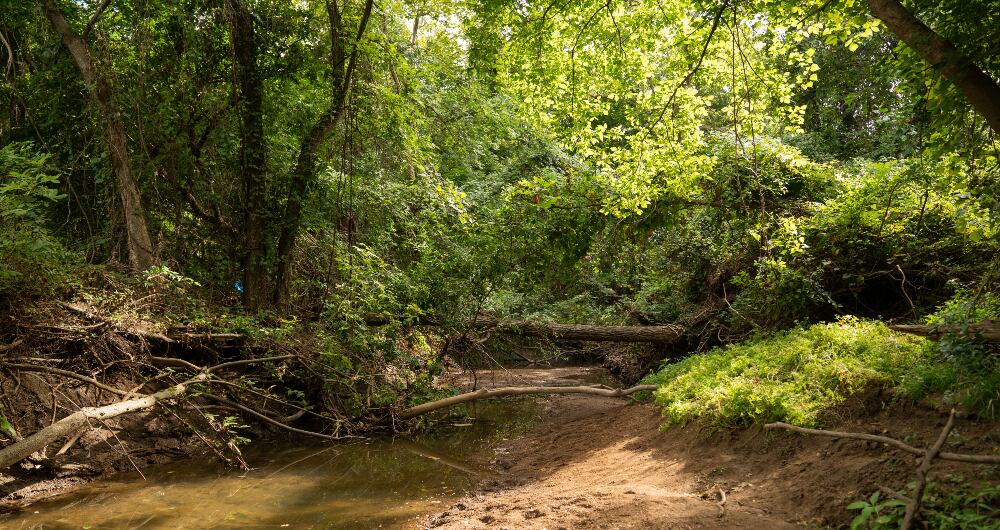 Minari es el nombre de una planta utilizada comúnmente en la cocina asiática. La cual renace y crece con más fuerza en su “segunda temporada”