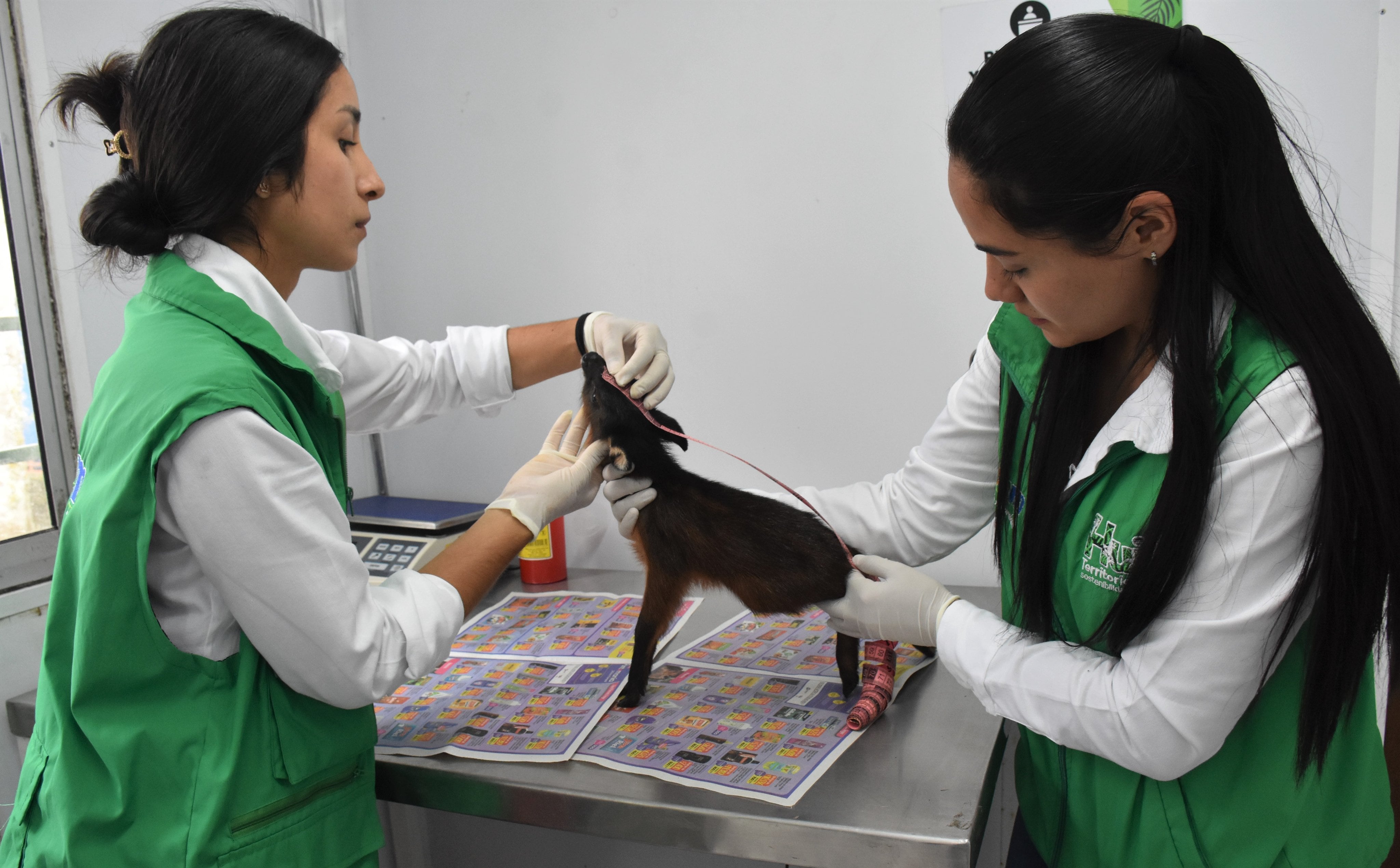 Los animales fueron rescatados y tratados por el CAM del departamento del Huila. Foto: CAM Huila.