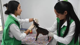 Los animales fueron rescatados y tratados por el CAM del departamento del Huila. Foto: CAM Huila.