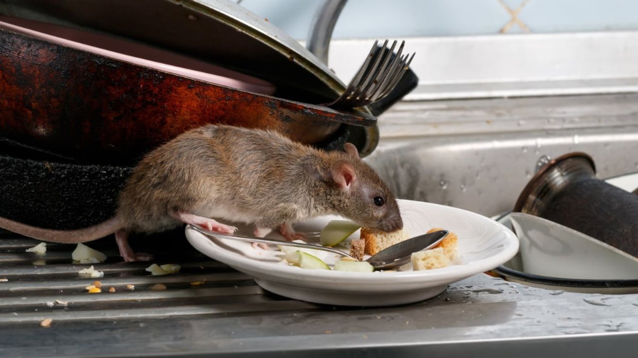 Las ratas más comunes en el hogar.