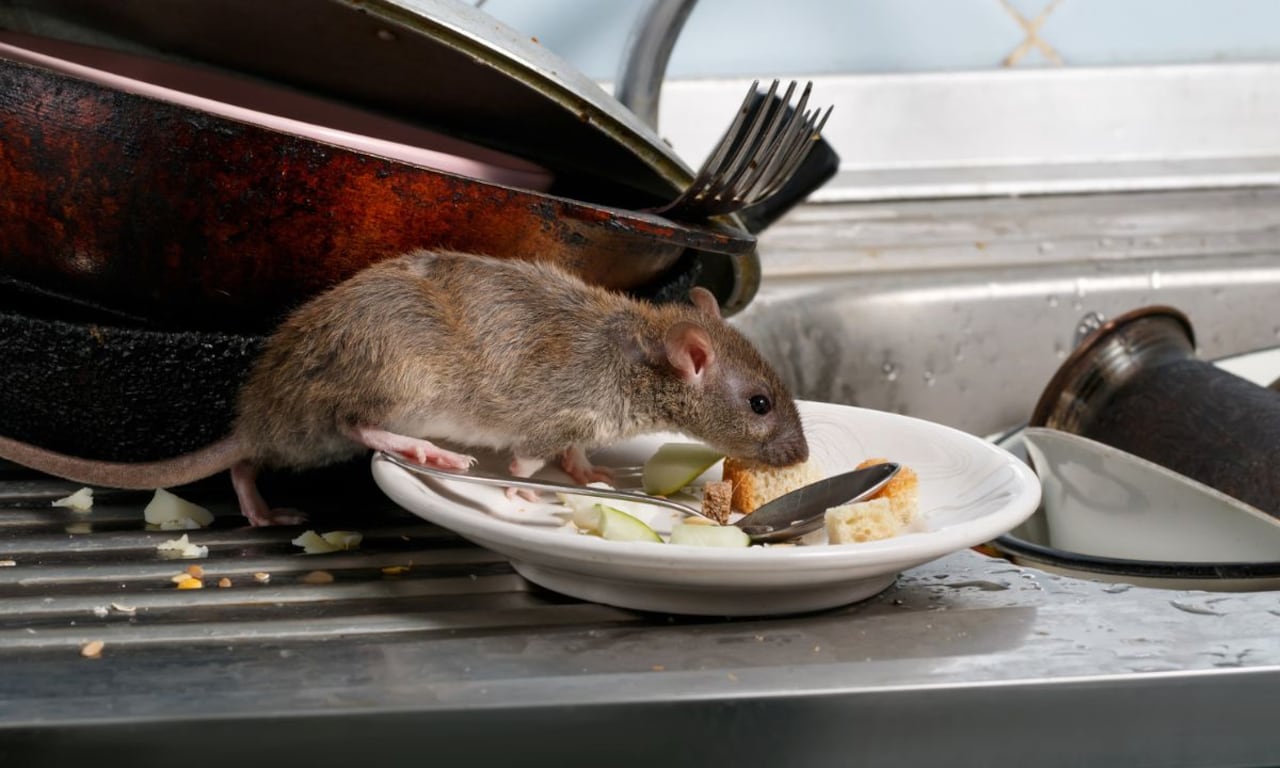 Las ratas más comunes en el hogar.