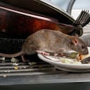 Las ratas más comunes en el hogar.