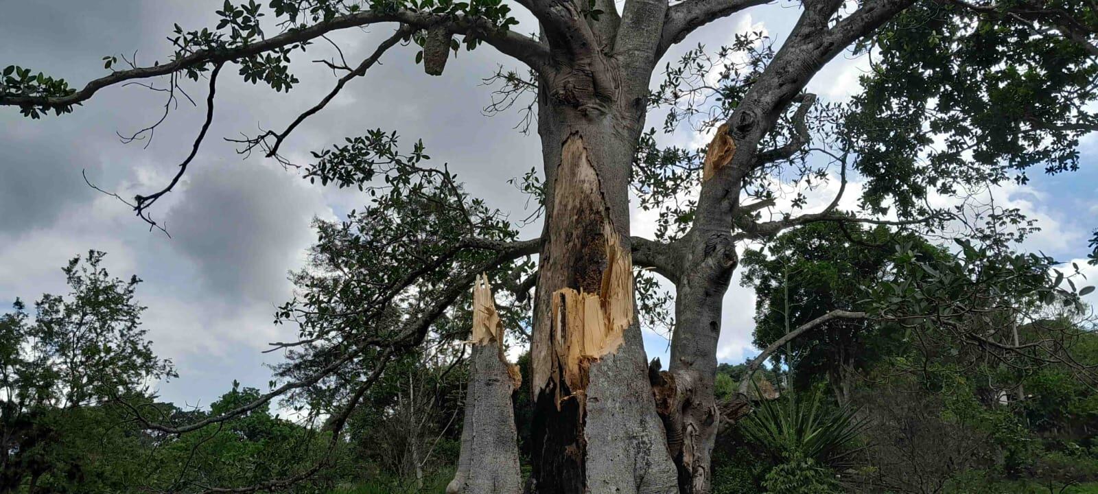En el lugar otros árboles amenazan con caerse.