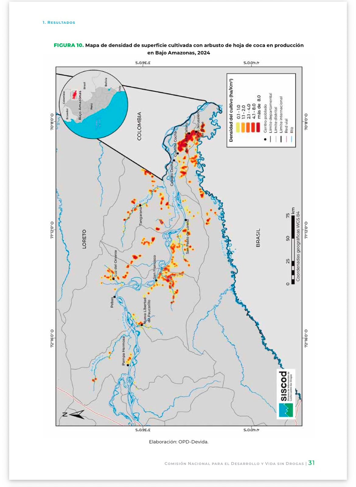Mapa de densidad de superficie cultivada con arbusto de hoja de coca en producción en Bajo Amazonas, 2024.