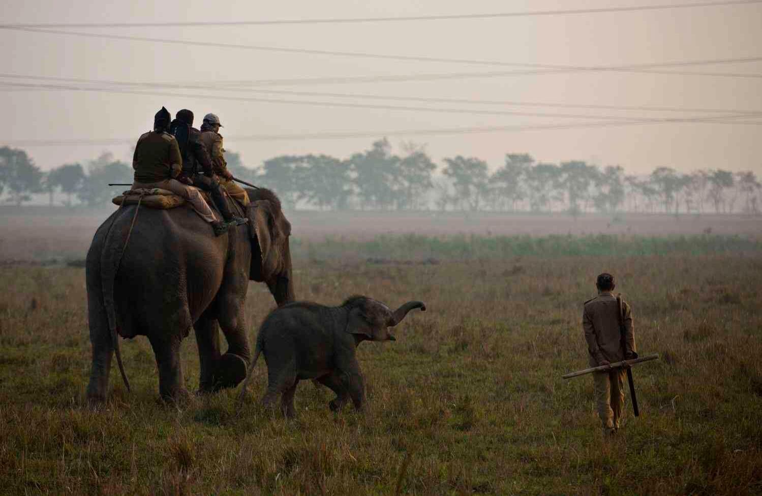 India Censo animal Funcionarios forestales recorren el santuario de vida silvestre Pobitora sobre un elefante en busca de cuernos de rinocerontes.  AP/ Anupam Nath 