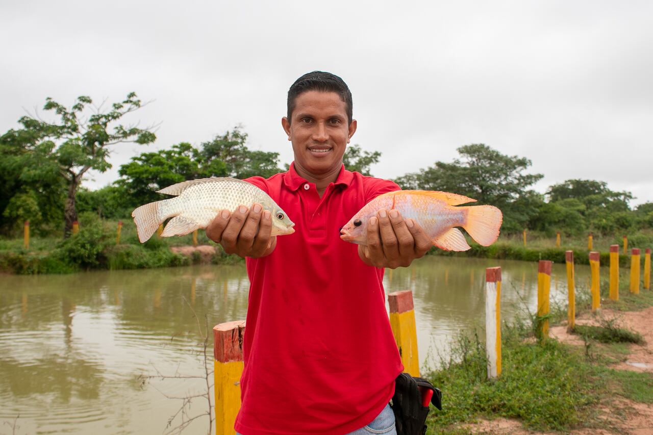Más de 300 productores locales han sido beneficiados por la veeduría de alimentos agrícolas que lidera Drummond.