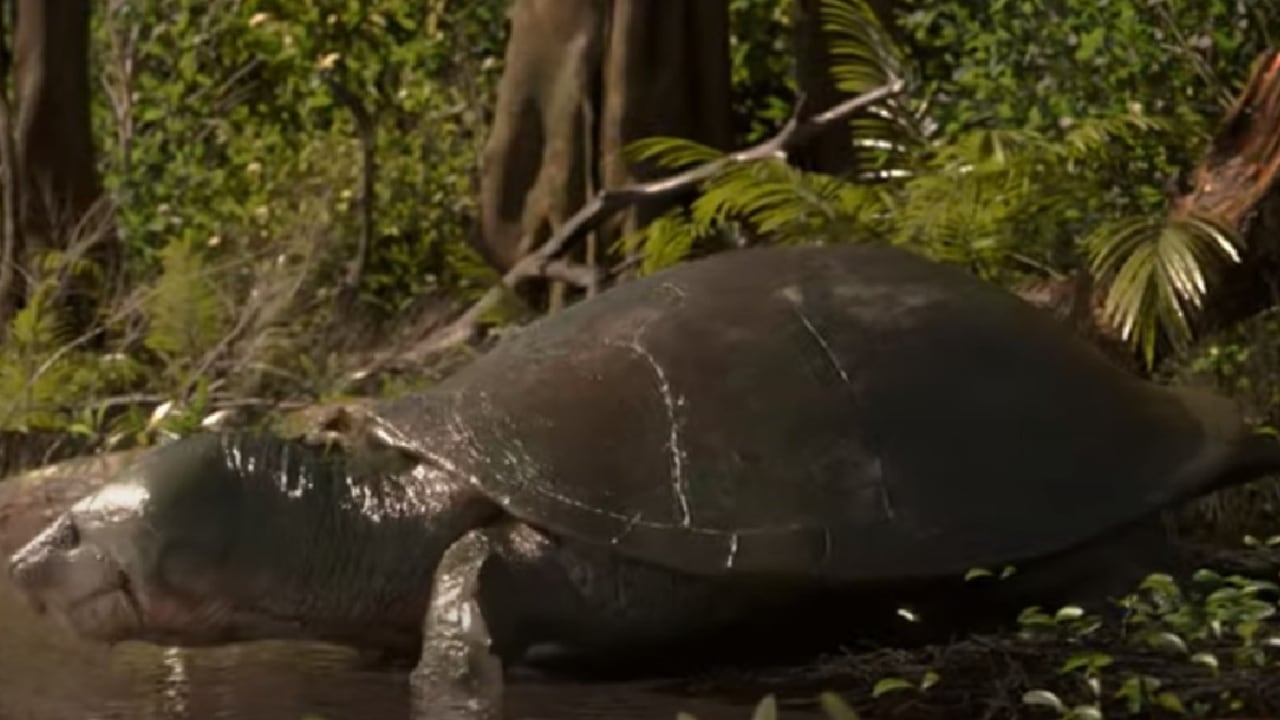 La peltocephalus maturin, como se lo nombró, vivió entre 40.000 y 9.000 años atrás específicamente de la amazonia brasileña.
