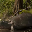 La peltocephalus maturin, como se lo nombró, vivió entre 40.000 y 9.000 años atrás específicamente de la amazonia brasileña.