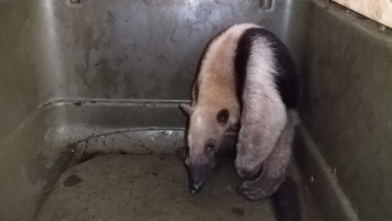 Los uniformados dejaron esta especie bajo el cuidado de la Corporación Autónoma Regional de Caldas, (Corpocaldas)