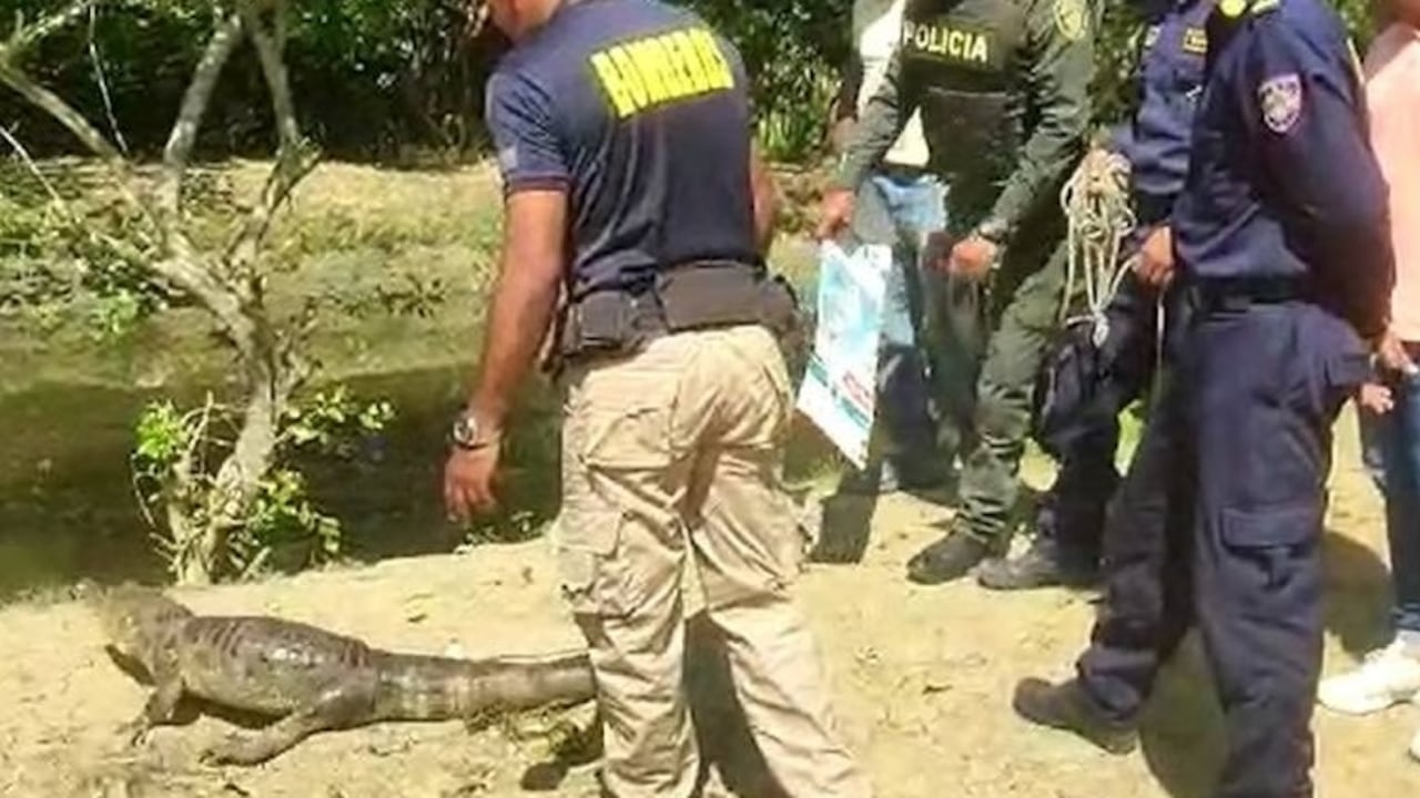 Caimán en María La Baja, Bolívar