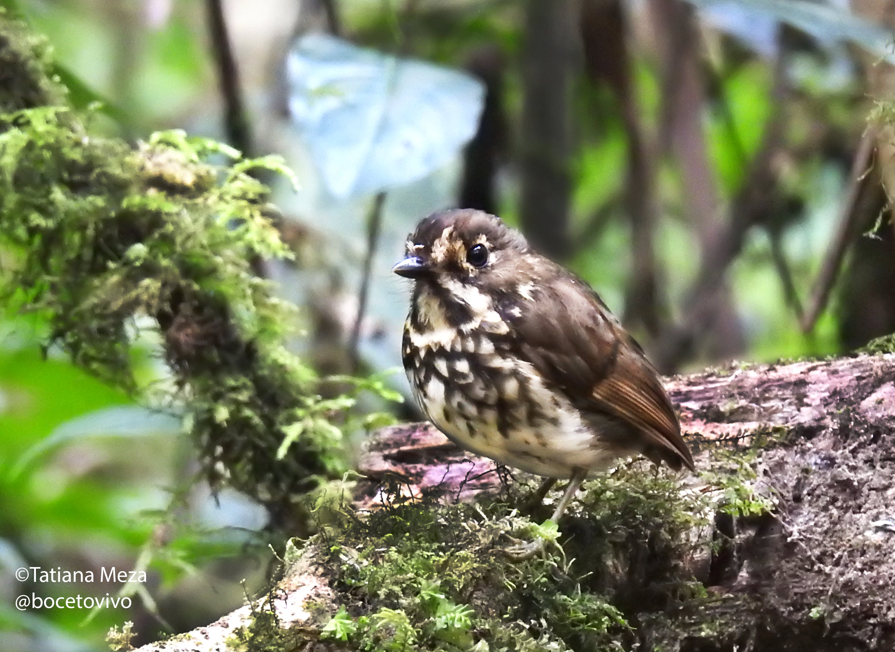El Tororoi bailador fue la especie número 562 en ser descubierta en Cali.