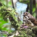 El Tororoi bailador fue la especie número 562 en ser descubierta en Cali.