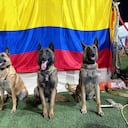 Candy, Rojo, Tamy y Dastan, integrantes del equipo USARCOL-1