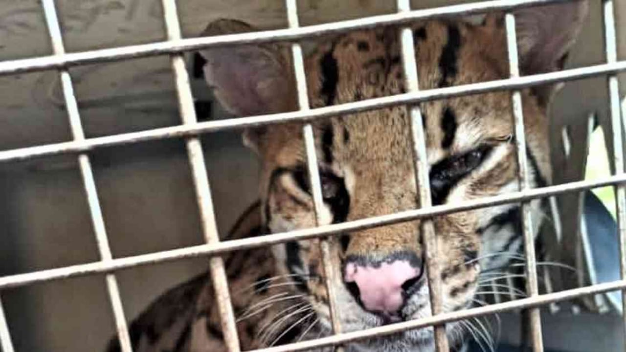 El ocelote adulto está bajo pronóstico reservado. Foto: Cormacarena.
