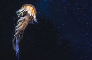 Se alimenta de peces pequeños y otros organismos marinos.